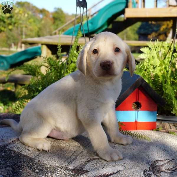 Lawson, Yellow Labrador Retriever Puppy