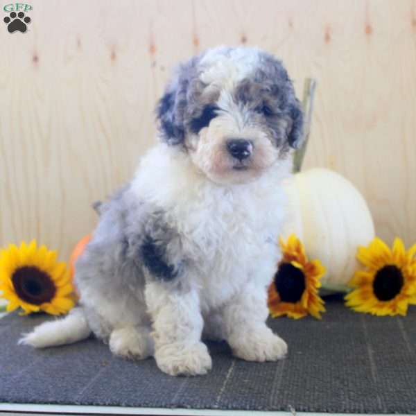 Lazy Boy, Mini Bernedoodle Puppy
