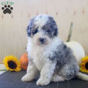 Lazy Boy, Mini Bernedoodle Puppy