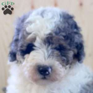 Lazy Boy, Mini Bernedoodle Puppy