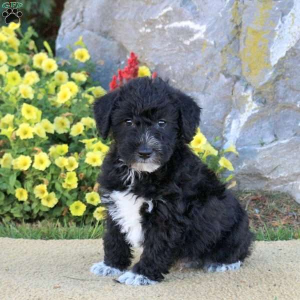 Lego, Mini Schnoodle Puppy