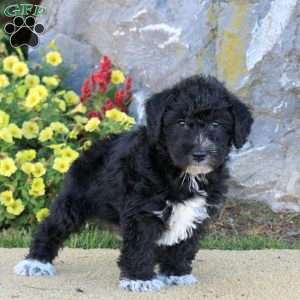 Lego, Mini Schnoodle Puppy