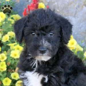 Lego, Mini Schnoodle Puppy