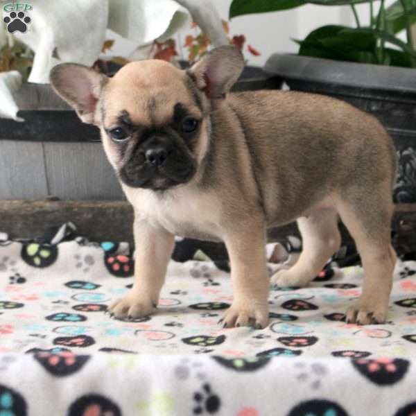 Lena, French Bulldog Puppy