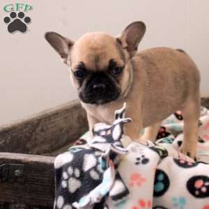 Lena, French Bulldog Puppy