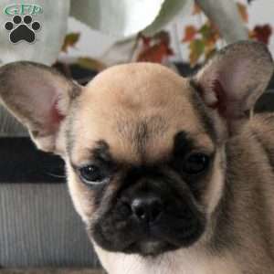 Lena, French Bulldog Puppy
