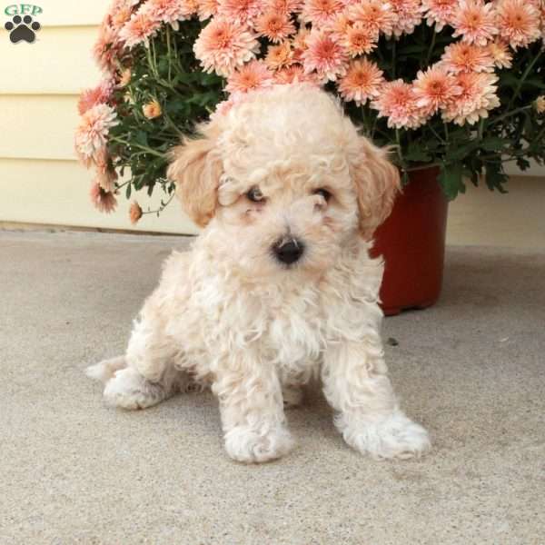 Lenny, Miniature Poodle Puppy