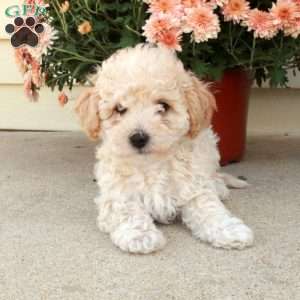 Lenny, Miniature Poodle Puppy