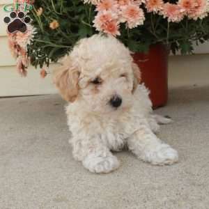 Lenny, Miniature Poodle Puppy
