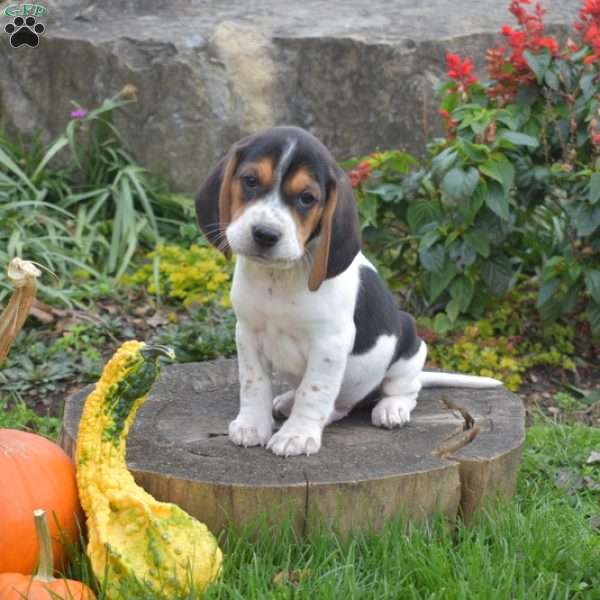 Leo, Beagle Puppy