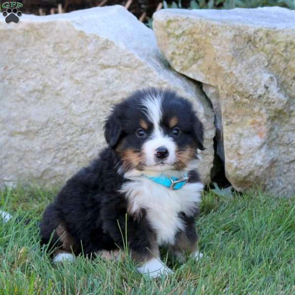 Leo, Bernese Mountain Dog Puppy