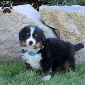 Leo, Bernese Mountain Dog Puppy