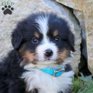 Leo, Bernese Mountain Dog Puppy