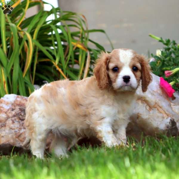 Leon, Cavalier King Charles Spaniel Puppy