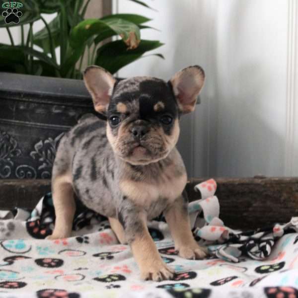 Lewis, French Bulldog Puppy