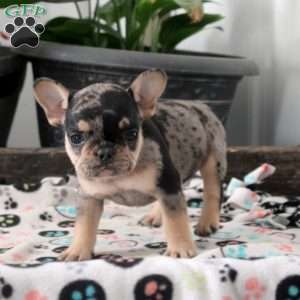 Lewis, French Bulldog Puppy