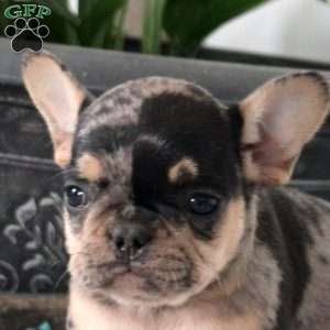 Lewis, French Bulldog Puppy