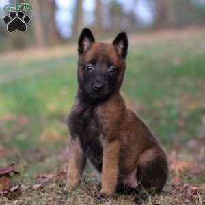 Lex, Belgian Malinois Puppy