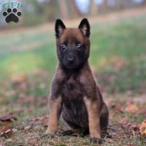 Lex, Belgian Malinois Puppy
