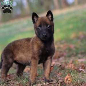 Lex, Belgian Malinois Puppy
