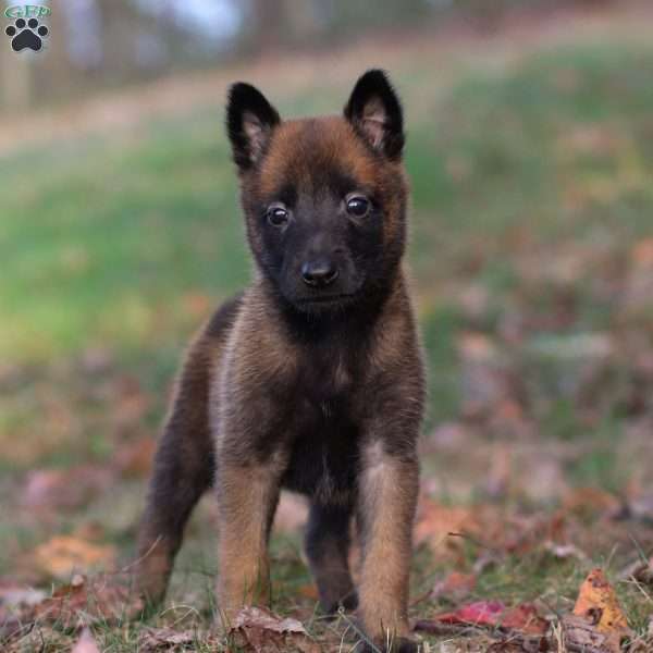 Lex, Belgian Malinois Puppy