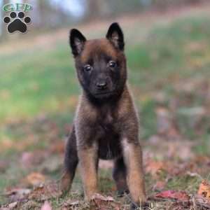 Lex, Belgian Malinois Puppy