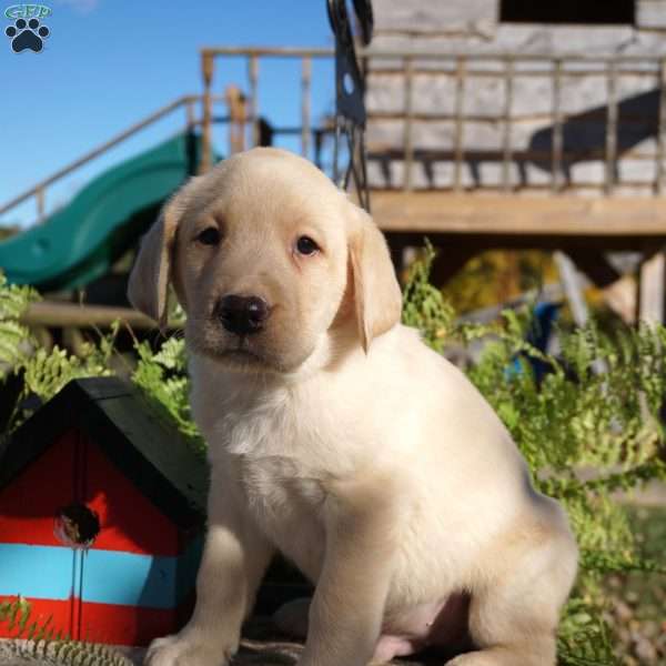 Lex, Yellow Labrador Retriever Puppy