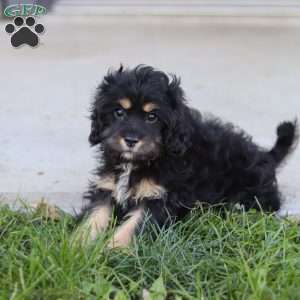 Liam, Cavapoo Puppy