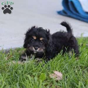 Liam, Cavapoo Puppy