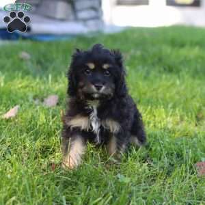 Liam, Cavapoo Puppy