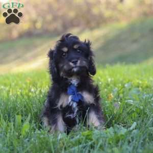 Liam, Cavapoo Puppy