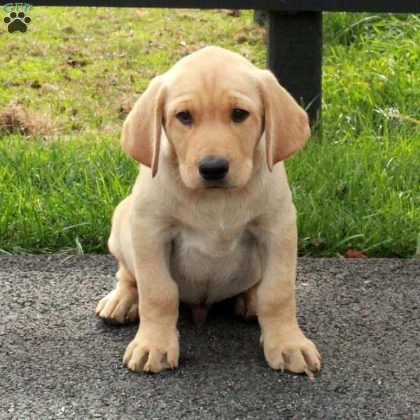 Liam, Yellow Labrador Retriever Puppy