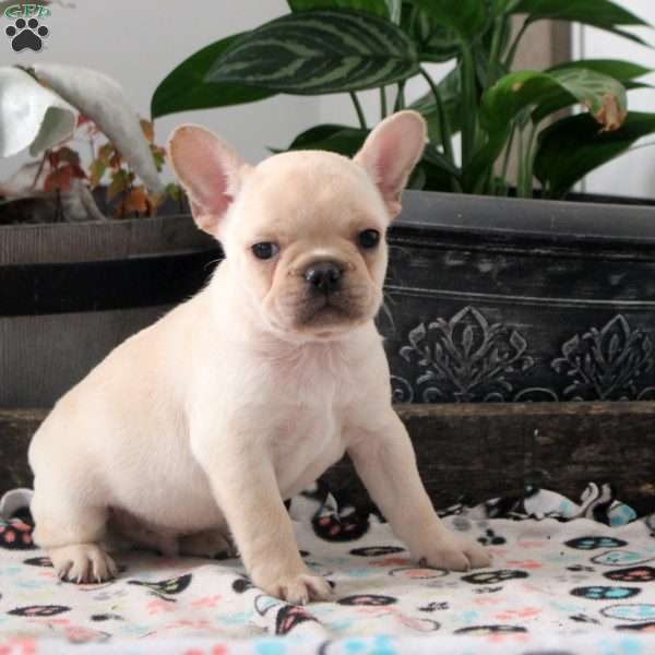 Liam, French Bulldog Puppy