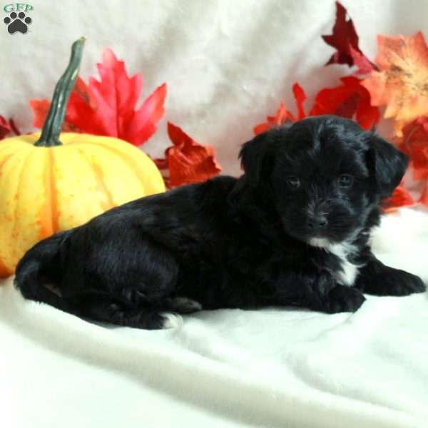 Liam, Miniature Poodle Mix Puppy