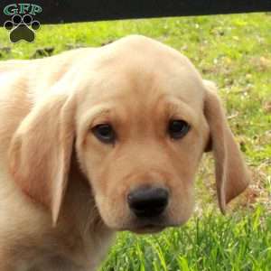 Liam, Yellow Labrador Retriever Puppy