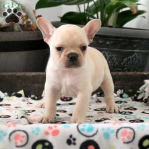 Liam, French Bulldog Puppy