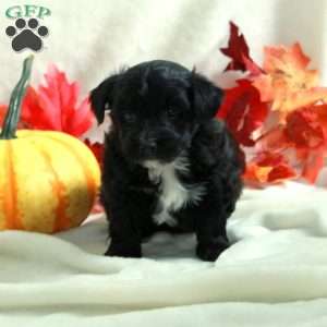 Liam, Miniature Poodle Mix Puppy