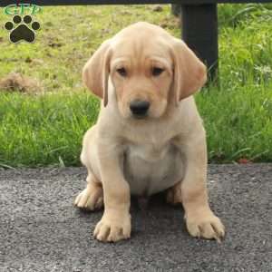 Liam, Yellow Labrador Retriever Puppy