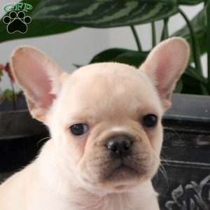 Liam, French Bulldog Puppy