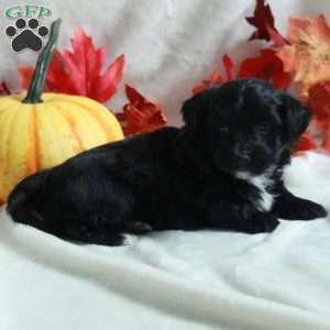 Liam, Miniature Poodle Mix Puppy