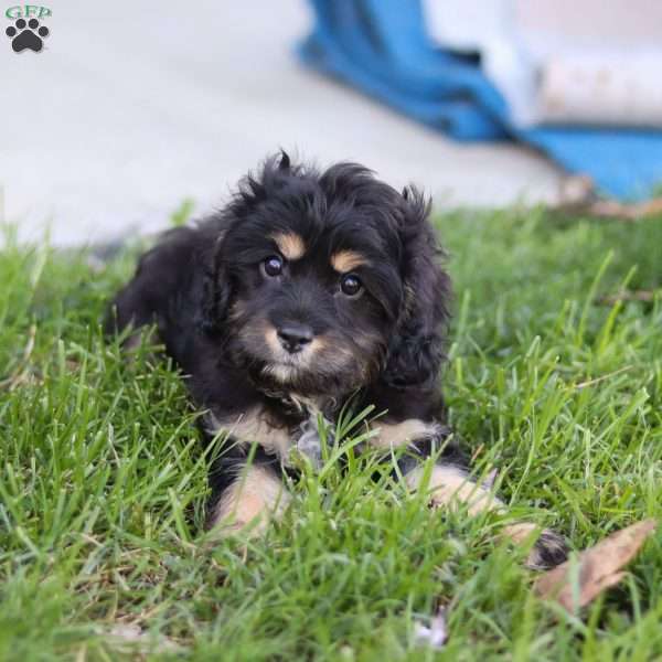 Liam, Cavapoo Puppy