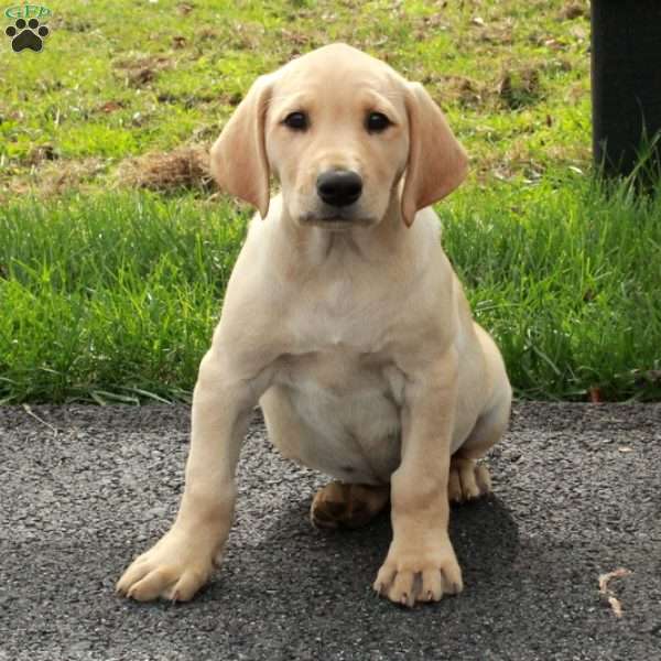 Libby, Yellow Labrador Retriever Puppy
