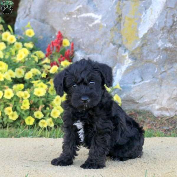 Licorice, Mini Schnoodle Puppy