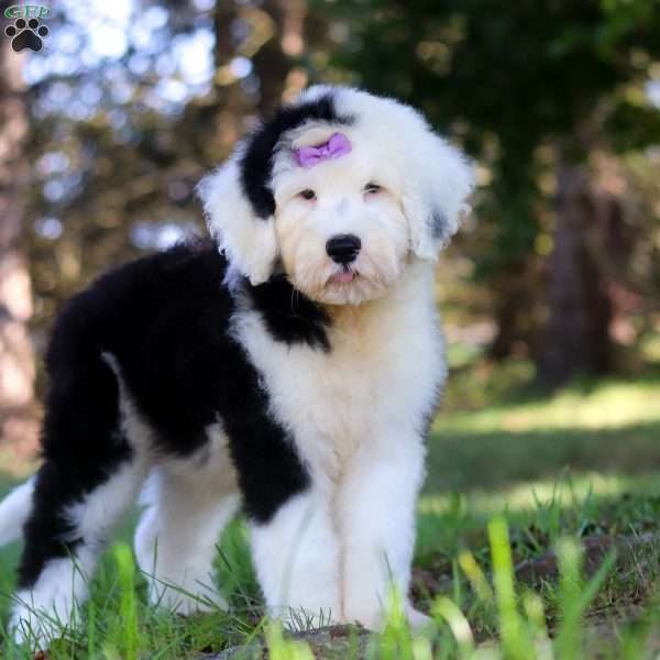Lila, Sheepadoodle Puppy