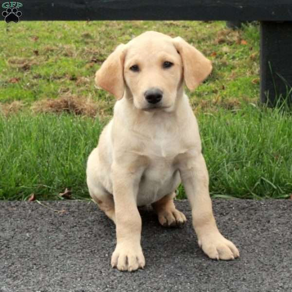Lilac, Yellow Labrador Retriever Puppy