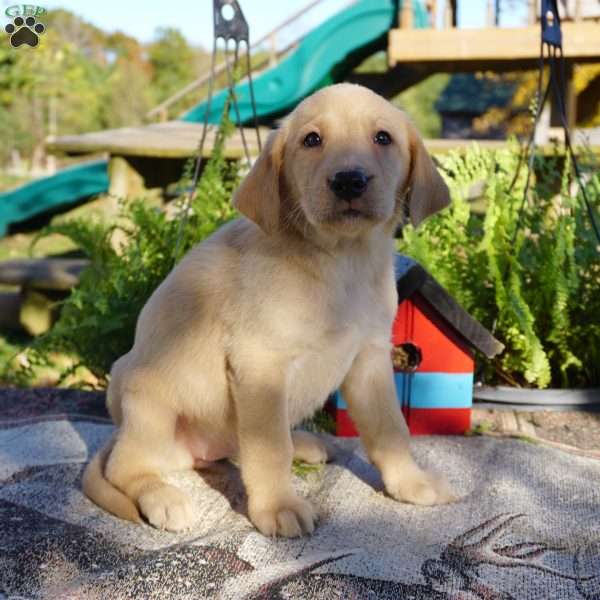 Lilac, Yellow Labrador Retriever Puppy