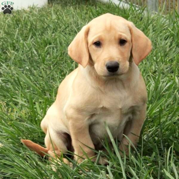Lilly, Yellow Labrador Retriever Puppy