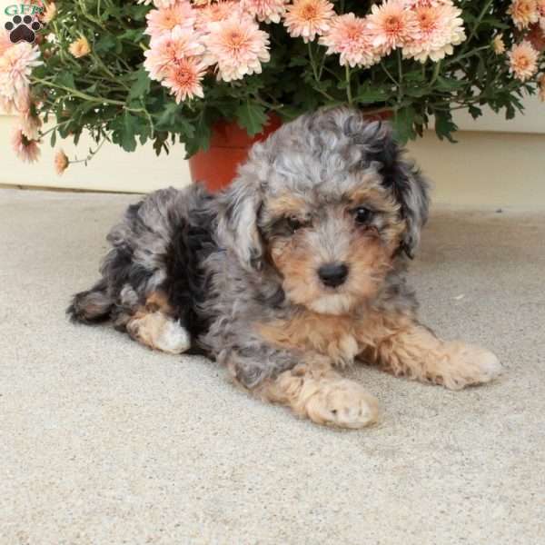 Lilly, Miniature Poodle Puppy