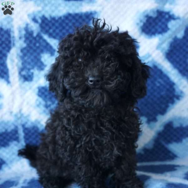 Lilo, Shih-Poo Puppy