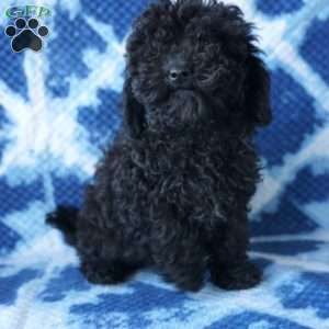 Lilo, Shih-Poo Puppy